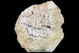 Fossil Crinoid (Actinocrinites) - Keokuk Formation, Missouri #157198-1